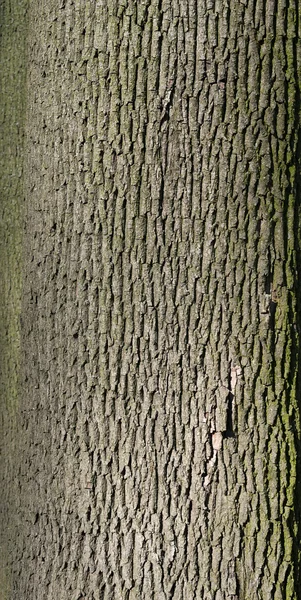 昔の緑の苔で樹皮をテクスチャします。 — ストック写真