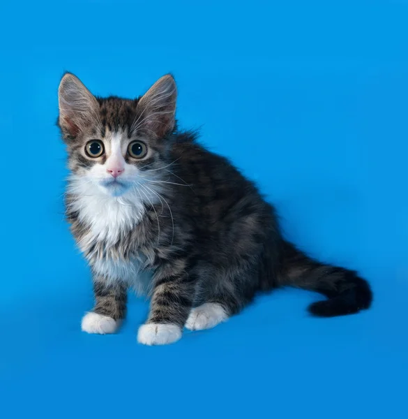 Rayas y blanco gatito esponjoso acostado en azul —  Fotos de Stock