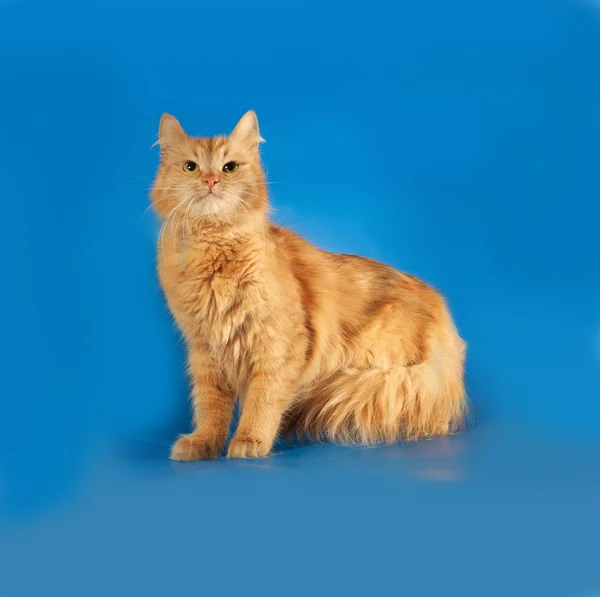Ingwer flauschige Katze steht auf blau — Stockfoto