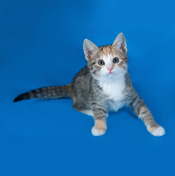 Tricolor striped kitten sitting on blue — Stock Photo, Image