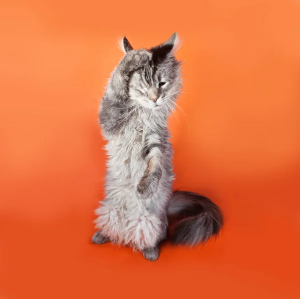 Gray fluffy cat Maine Coon sitting on orange — Stock Photo, Image