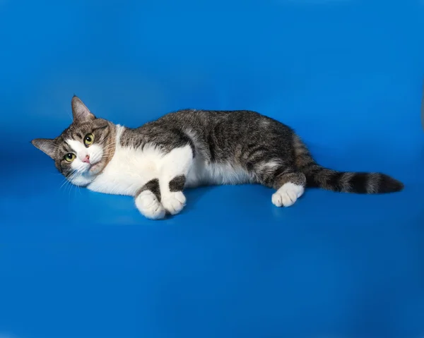 Pręgowany kot leżący na niebieski i biały — Zdjęcie stockowe