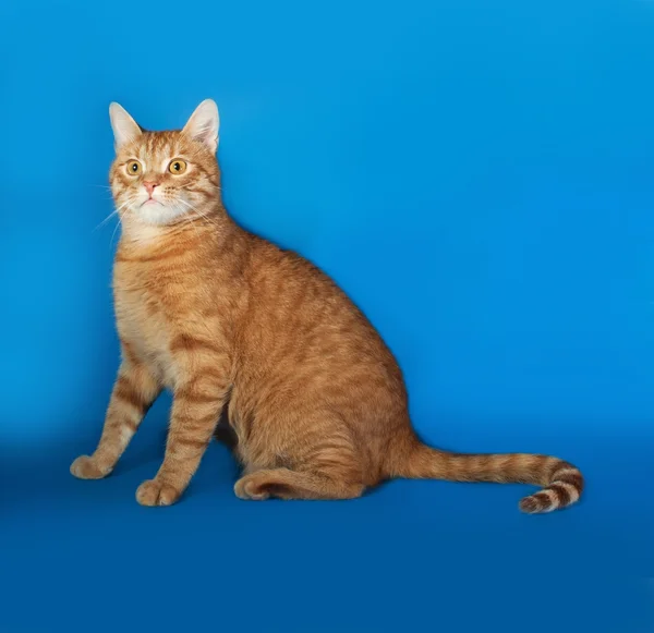 Красная кошка сидит на синем — стоковое фото