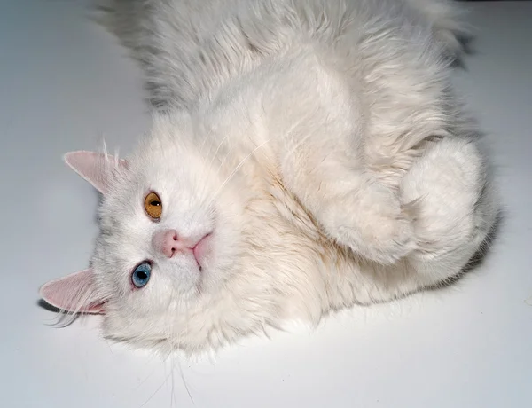 Chat blanc aux yeux bleus et jaunes couché sur gris — Photo
