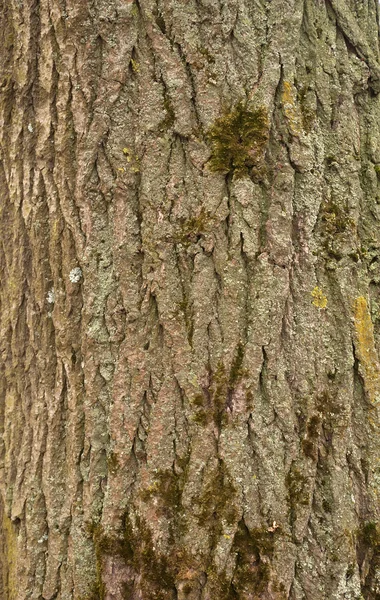 Texture of old tree bark with green moss — Stock Photo, Image