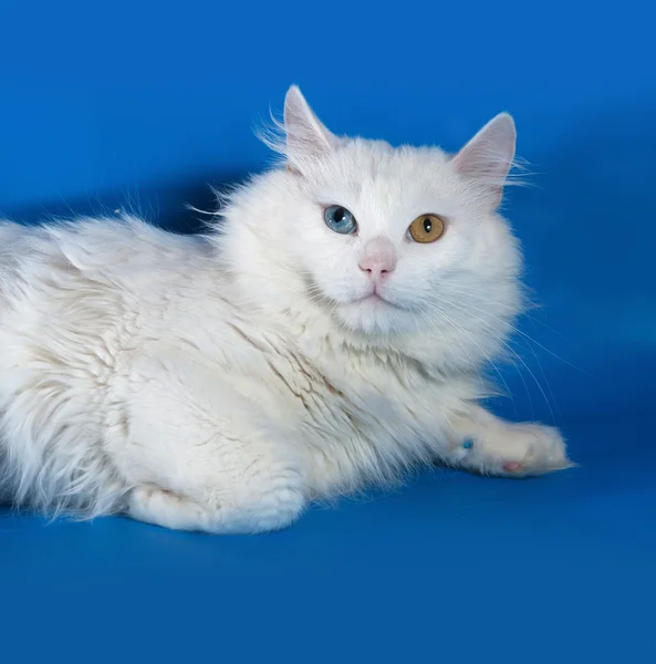 Weiße Katze mit verschieden farbigen Augen liegt auf blau — Stockfoto