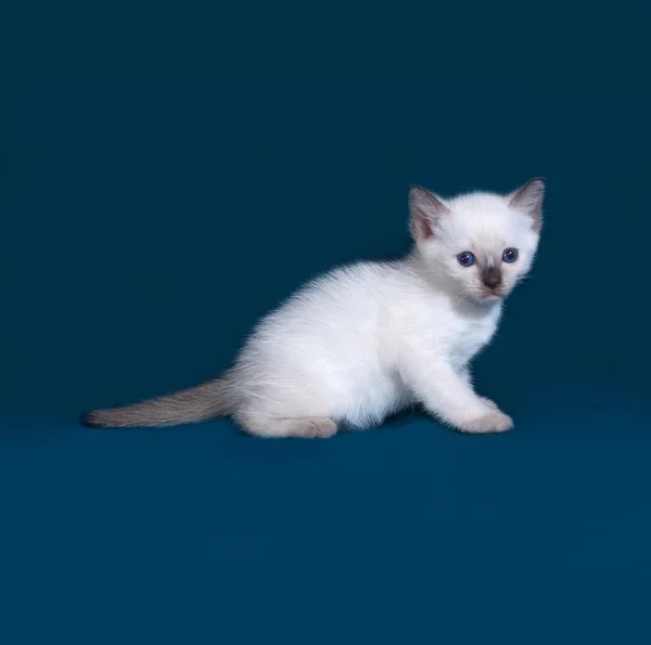 stock image Thai kitten sitting on blue 