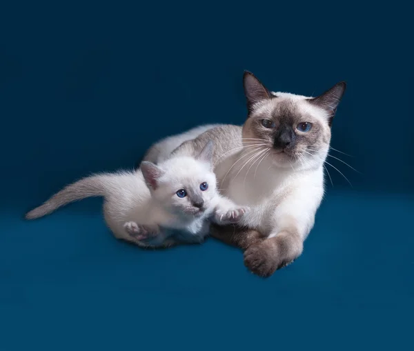 Тайская кошка и котенок на голубом — стоковое фото