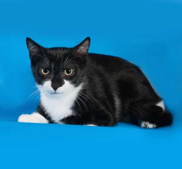 Frightened black and white kitten lying on blue — Stock Photo, Image