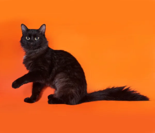 Zwarte pluizig kat zit op oranje — Stockfoto