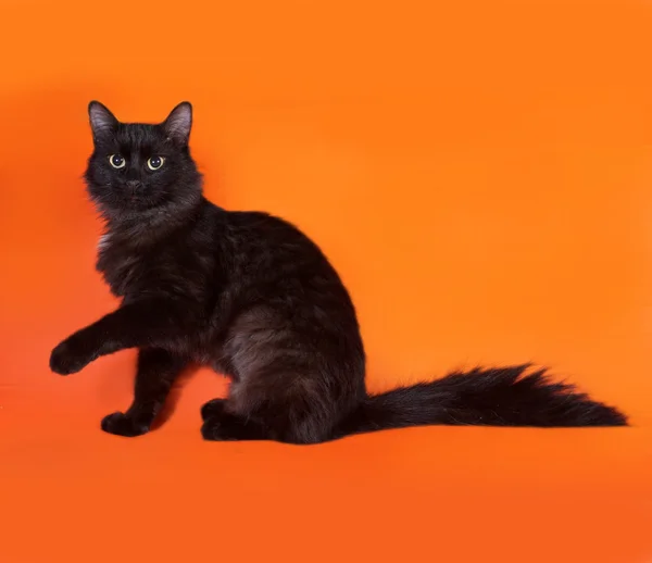 Black fluffy cat sits on orange — Stock Photo, Image