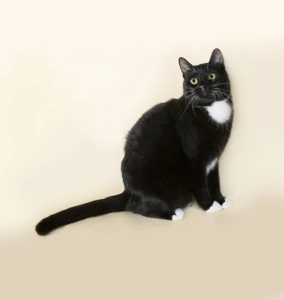 Schwarze Katze mit weißen Flecken sitzt auf gelb — Stockfoto