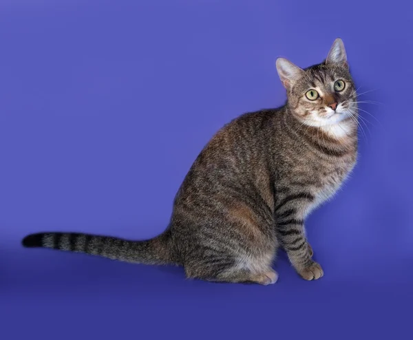 Chat à rayures épaisses assis sur le bleu — Photo