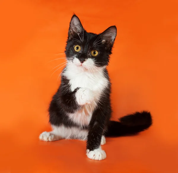 Gattino bianco e nero seduto su arancione — Foto Stock
