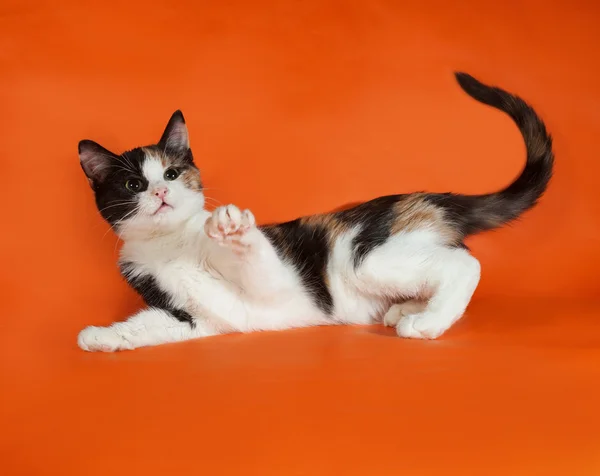 Tricolor puszysty kotek siedzi na pomarańczowo — Zdjęcie stockowe