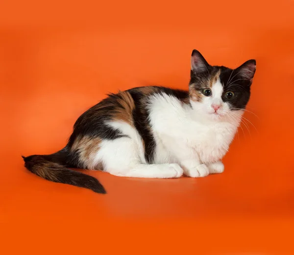 Tricolor fluffy kitten sitting on orange — Stock Photo, Image