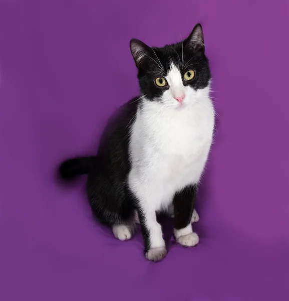 Schwarz-weiße Katze sitzt auf Flieder — Stockfoto