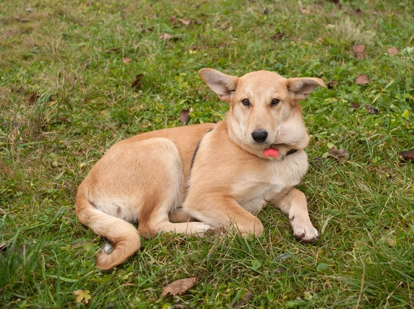 Small yellow dog collar sitting on grass and leaves — Stock Photo, Image