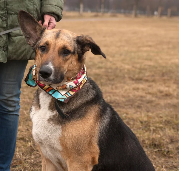 Gul och svart hund i färgglada snusnäsduk står på hösten gra — Stockfoto