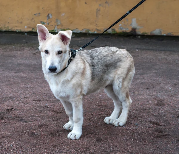 Filhote de cachorro amarelo em pé na coleira ao ar livre — Fotografia de Stock