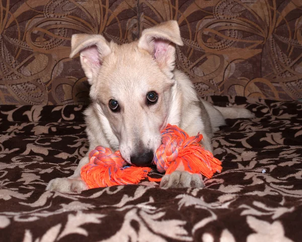 Rode pup nibbles oranje speelgoed op Bank — Stockfoto