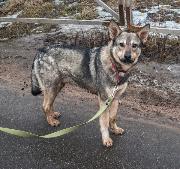 Gray dog stands on asphalt — Stock Photo, Image