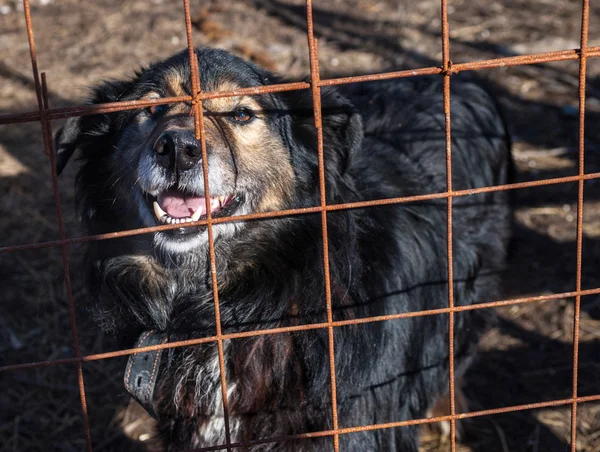Black and red shaggy dog looks out of cage — Stock Photo, Image
