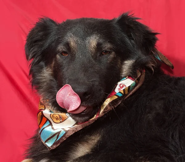 Black dog in colorful bandanna licked on red — Stock Photo, Image