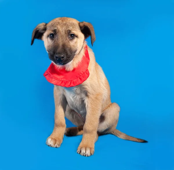 Thin yellow puppy in red bandanna sitting on blue — Stock Photo, Image