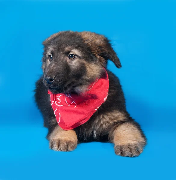 Negro y rojo shaggy cachorro en rojo bandanna se encuentra en azul — Foto de Stock