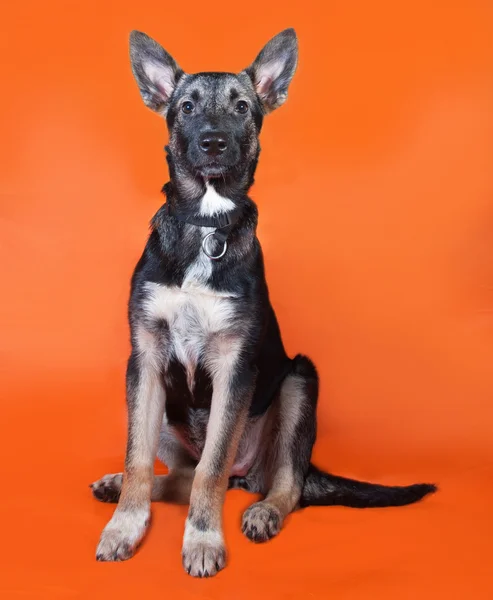 Grijze pup tiener zittend op oranje — Stockfoto