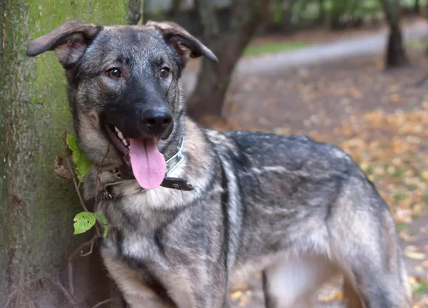 Gray dog in metal collar on background of trees — Stock Photo, Image