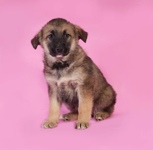 Brown puppy sitting on pink — Stock Photo, Image