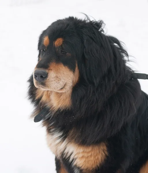 Tibetan Mastiff sitting on snow — Stock Photo, Image