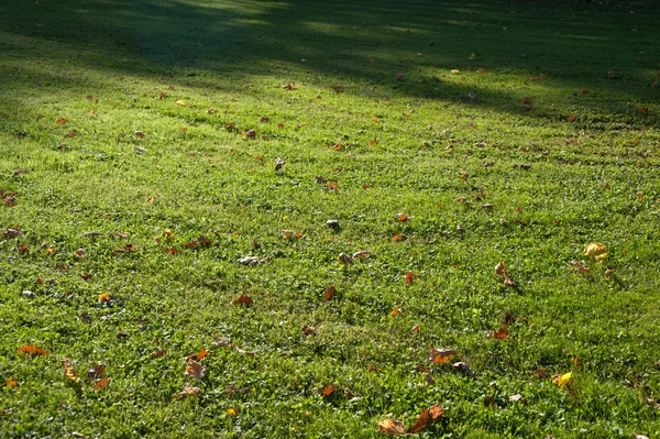 Grama verde com folhas de outono — Fotografia de Stock