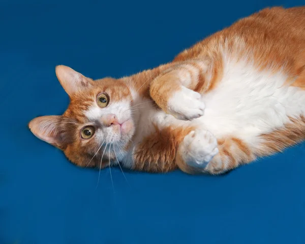 Red and white cat lying on blue — Stock Photo, Image