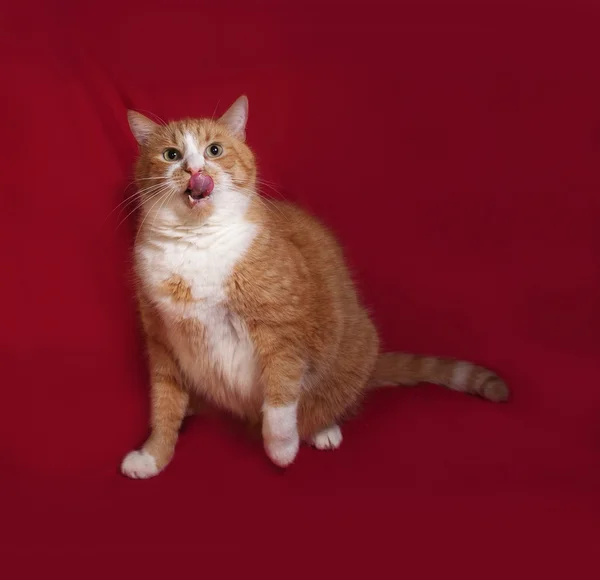 Gruby czerwony kot leżący na czerwono — Zdjęcie stockowe