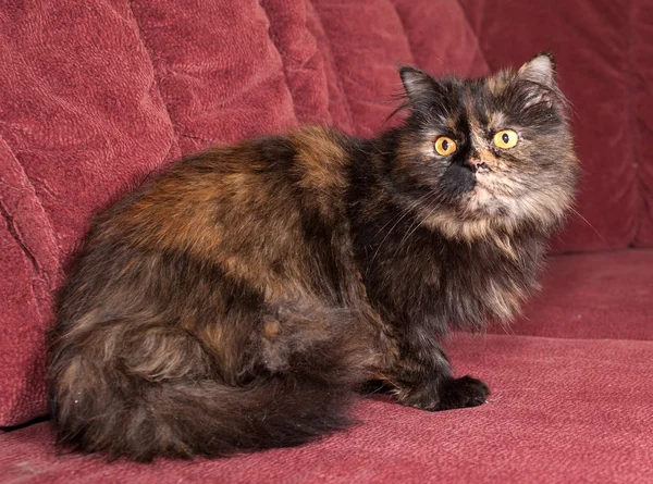 Tortoiseshell cat breed Exot sits on sofa — Stock Photo, Image