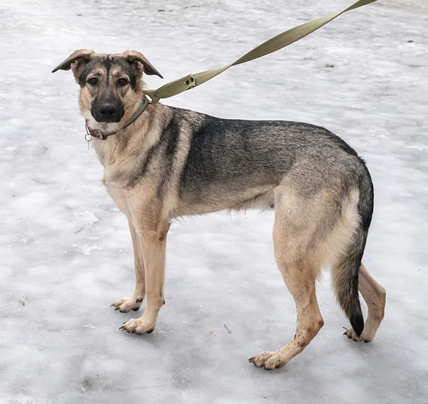 Buz üzerinde gri ve sarı köpek duran — Stok fotoğraf