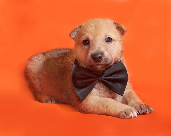 Little yellow puppy in bow tie lying on orange — Stock Photo, Image