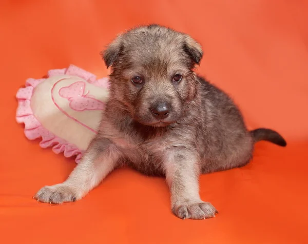 Pequeño cachorro gris sentado en naranja — Foto de Stock