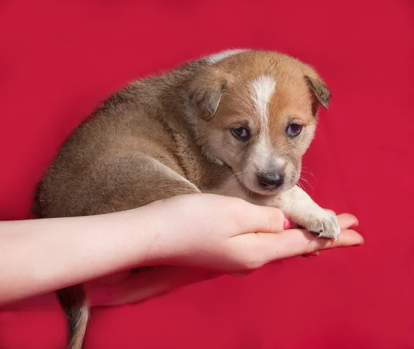 Cachorrito amarillo y blanco sentado a la mano en rojo —  Fotos de Stock