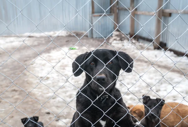 Black dog and puppies are behind metal grid in shelter — Stock Photo, Image