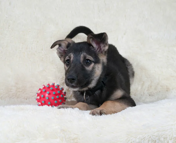 Small black and yellow puppy lying next to ball on fur sofa — Stock Photo, Image