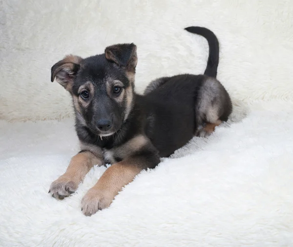 Small black and yellow puppy lying on fur sofa — Stock Photo, Image