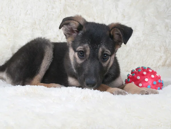 Kleine zwarte en gele pup liggen naast bal op bont sofa — Stockfoto