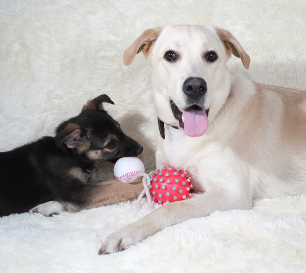 Puppy en hond spelen op bont sofa — Stockfoto