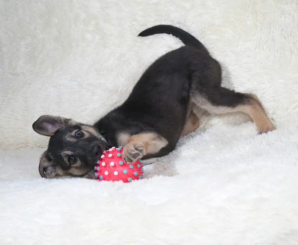 Kleine zwarte en gele pup bal spelen op bont sofa — Stockfoto