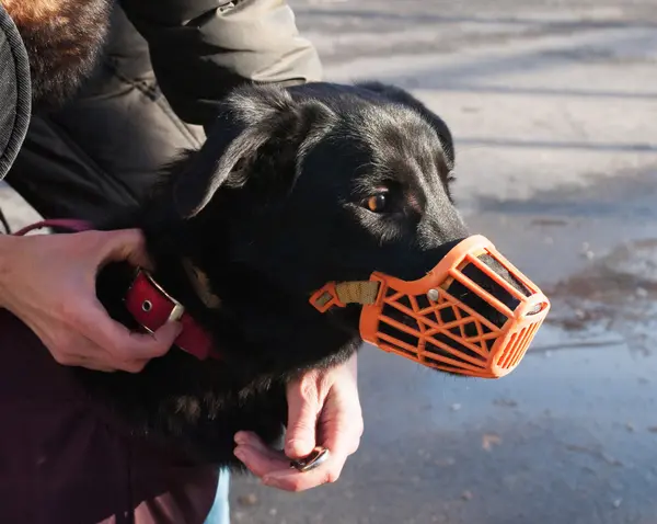 Black dog in orange muzzle — Stock Photo, Image