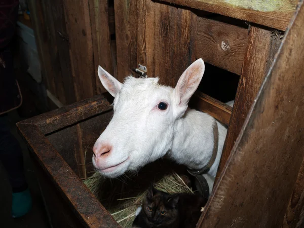 Saanen weiße Ziege im Stall — Stockfoto